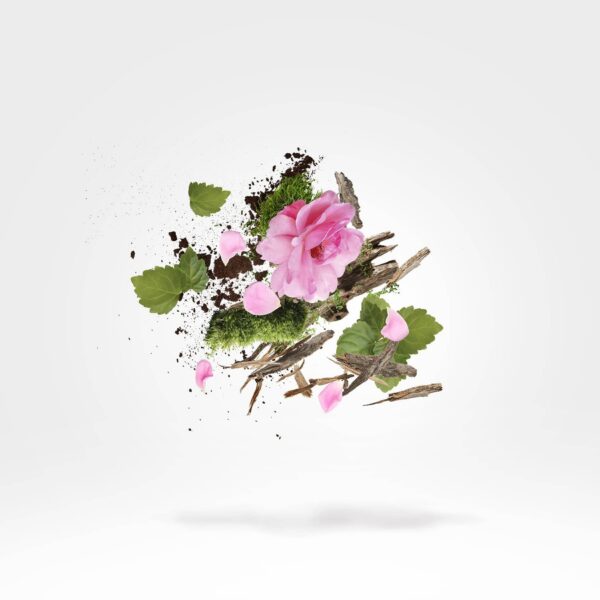 Jabir - Afbeelding 2